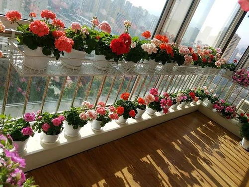 陽(yáng)臺下部分封閉不通風(fēng)養花草