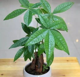 養花的過(guò)程一百字