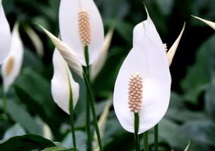 一帆風(fēng)順養花