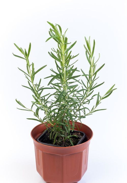 家里養花用什么材料的花盆好