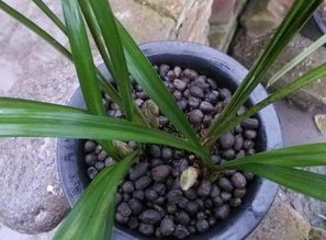 干羊糞能直接拿來(lái)養花么