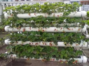 pvc管種菜養花