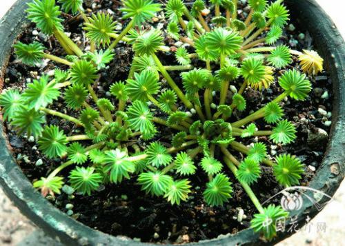 洛陽(yáng)有養花用的珍珠巖