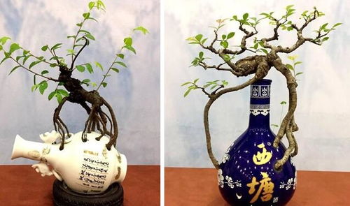 轉頭可以養花嗎