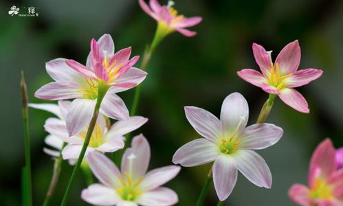 我是一個(gè)養花哥