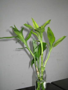 富貴竹養花的水需要更換么
