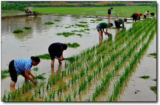 稻谷養(yǎng)花時能打農藥嗎