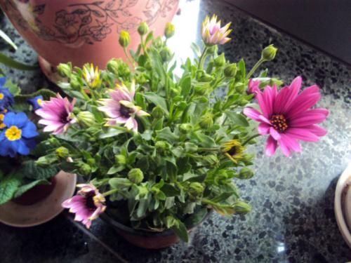 描寫(xiě)養花花開(kāi)了的句子