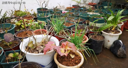 養花會(huì )不會(huì )招蟑螂