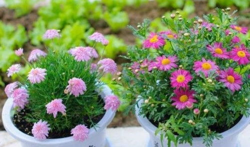 怎樣用稻谷殼養花