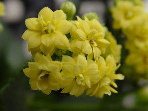 怎么養花花才能長(cháng)得好快