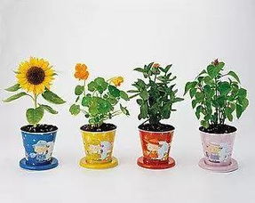 喜歡養花的人形容什么