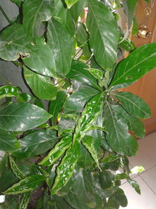可以代替養花陽(yáng)光照射的東西