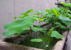 桑拿石能養花嗎