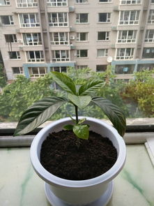 為什么有的人養花不開(kāi)花