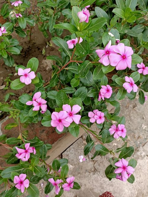 長(cháng)春花怎樣養花才多呢