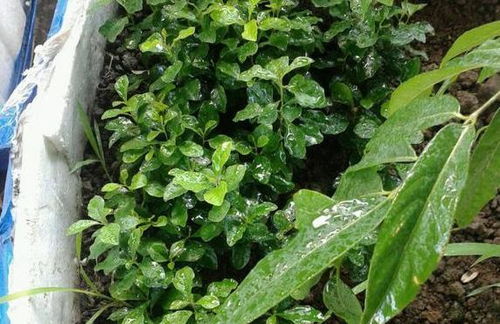 養花能用拜阿司匹林嗎