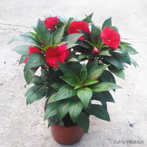 怎么長(cháng)久養花