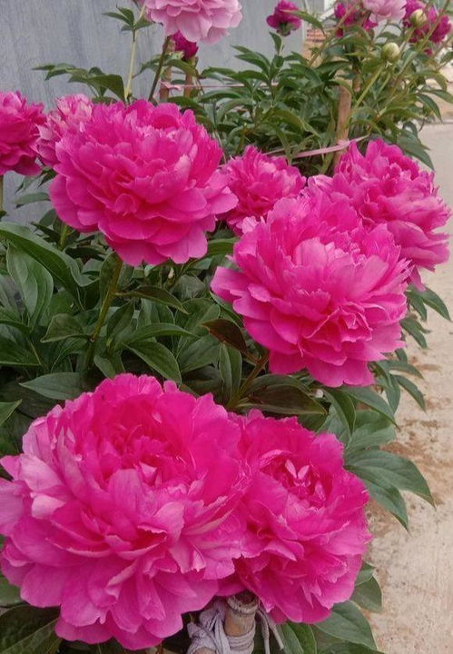 家里養花草招惹蚊子嗎