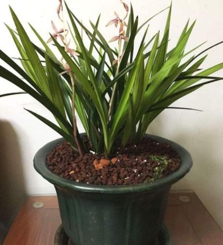 如何養花的根系