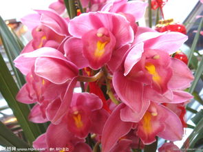 家庭養(yǎng)花大全在哪買(mǎi)