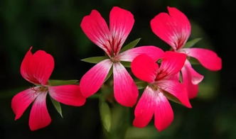 室內養花致富