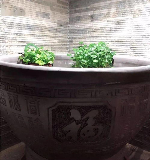 養花的盆養魚(yú)會(huì )活嗎