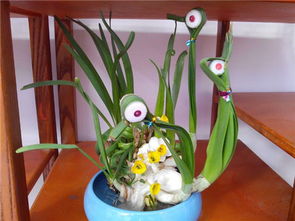 水養花里面放糖還是鹽