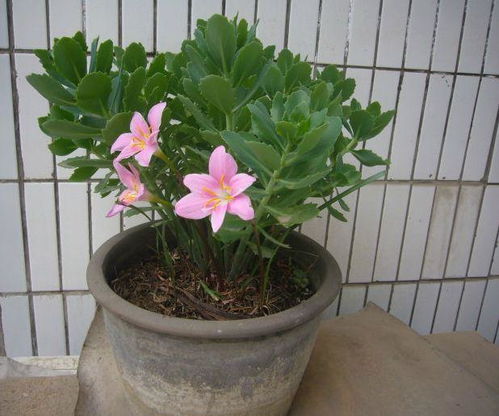 養花可以用苦蕎麥茶渣嗎