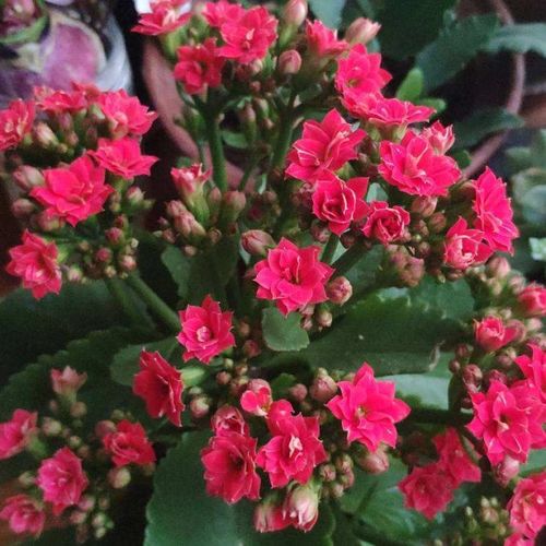 養花出現問(wèn)題