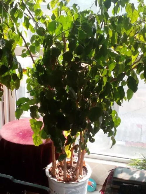 夢見養(yǎng)花花草草