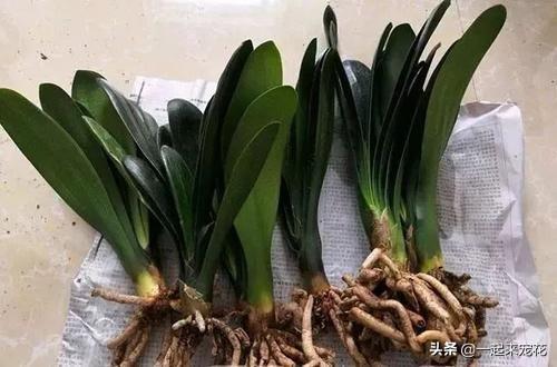 松針不用土能養花嗎