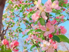 養花腦力勞動(dòng)指什么