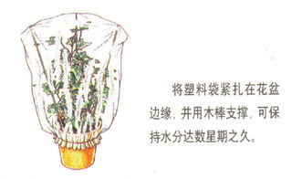 家庭養花電動(dòng)自動(dòng)澆水