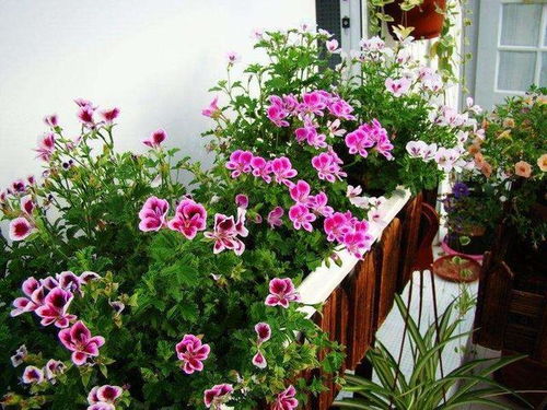家里養花草有小蚊子怎么辦