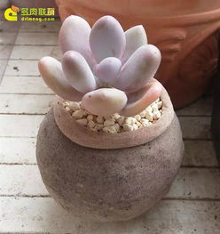 家里有貓怎么養花