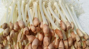 家里養(yǎng)花生膩蟲(chóng)怎么辦6