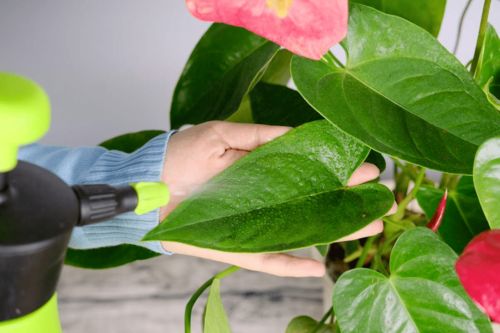 水養花水發(fā)綠怎么辦
