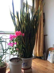 養花的營(yíng)養與功效