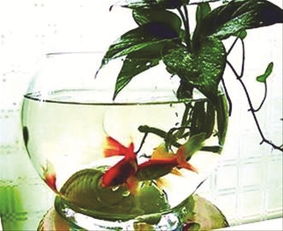金魚(yú)缸養花
