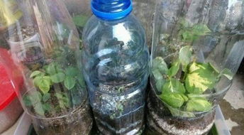 瓶子養花大全