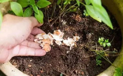 雞蛋殼養(yǎng)花會(huì)不生小蟲(chóng)