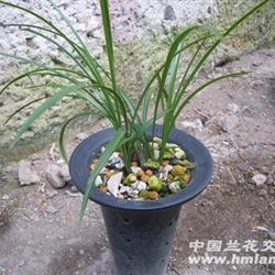 沁心園養花肥料