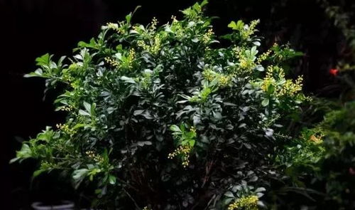 養花養死的搞笑句子
