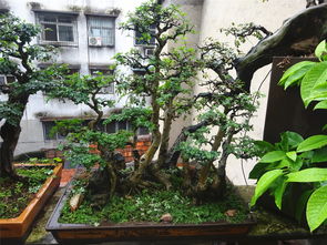 養花帶來(lái)的樂(lè )趣是什么
