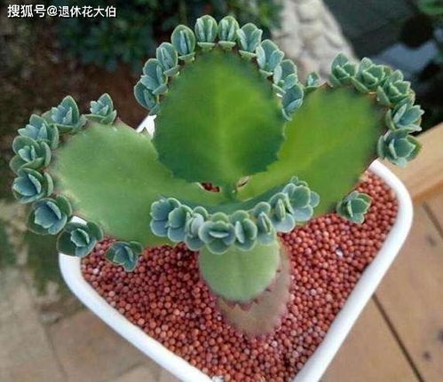 養(yǎng)花加的營養(yǎng)液