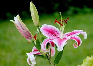 香水百合怎么養花期長(cháng)