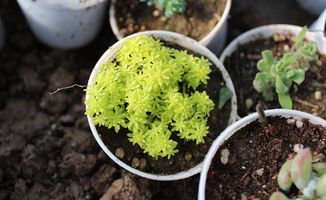 煤球養花可好