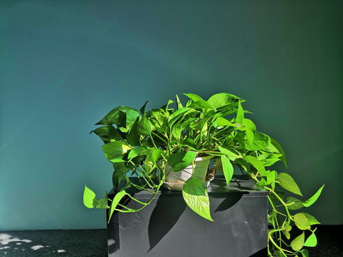 養花破折號作用