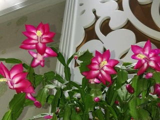 用泡沫養花好